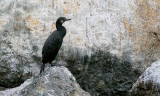 Brandt's Cormorant