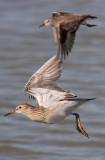 Pectoral Sandpiper, juv.