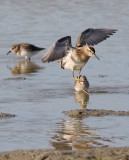 Sharp-tailed Sandpiper, juv., (#2 of 4)