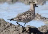 American Golden Plover, juv. (#3 of 3)