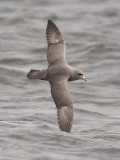 Northern Fulmar