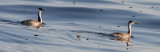 Western Grebe (left) with Clarks Grebe