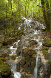 Stream in Forest