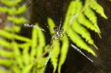Spider at Lunch
