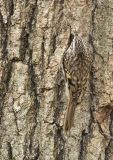 Brown Creeper