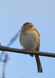 Field Sparrow