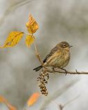 Yellow-rumped Warbler