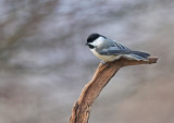 Black-capped Chickadee