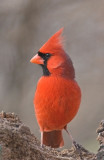Northern Cardinal - male