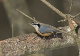 Red-breasted Nuthatch