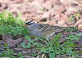 White-crowned Sparrow