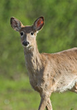 Whitetail Deer