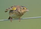 Grasshopper Sparrow