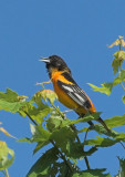 Baltimore Oriole - male