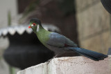 White-cheeked Turaco