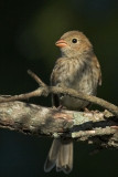 Field Sparrow - juvenile