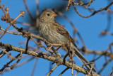 Field Sparrow - juvenile
