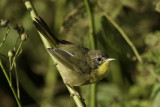 Common Yellowthroat - juvenile male