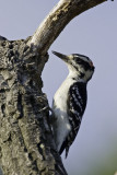 Hairy Woodpecker