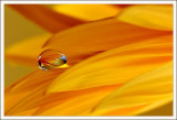 Dew drop