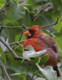 Cardinal three.jpg