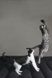 Bruiser jumping up as Sparrow lands 10-22mm