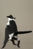 Bruiser and Sparrow photo #1 17-40mm
