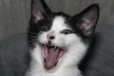 Sparrows big yawn