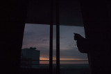 Lone cat.tif