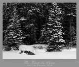 A Profound Silence