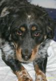 Daisy 2007