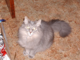 III. Josephine