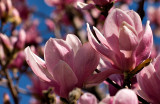 Magnolia closeup