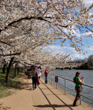 Around the Tidal Basin