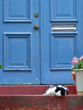 Doorway cat