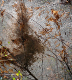 Giant web, Blue Ridge Parkway