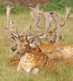 Fallow Deer