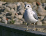 Common Gull