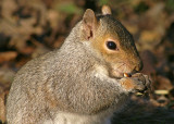 Grey Squirrel