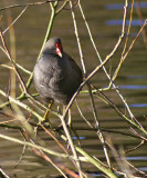 Moorhen