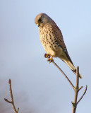 Kestrel