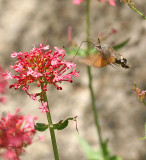 Hummingbird Hawk-moth