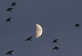 Starling Roost