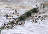 Oystercatcher