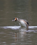 Great Crested Grebe