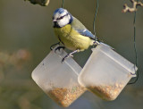 Blue Tit