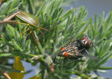 Gorse Shield Bug