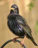 Starling