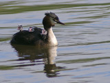 Great Crested Grebe with young