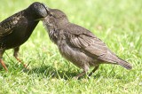 Starling feeding fledgling